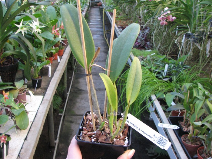 Cattleya intermedia x Brassavola digbyana 'Mr. Pig'.JPG