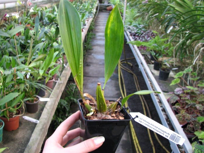 Bifrenaria tyrianthina trilabelo x Bifrenaria tyrianthina escura-flamea (SC).JPG