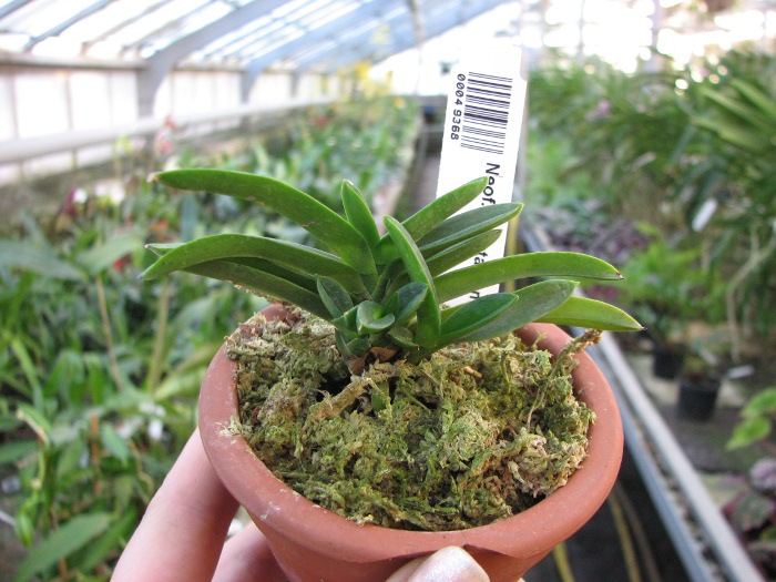 Neofinetia falcata Tamakongo.JPG