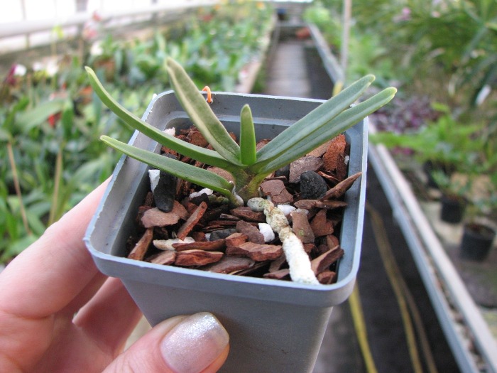 Angraecum didieri.JPG