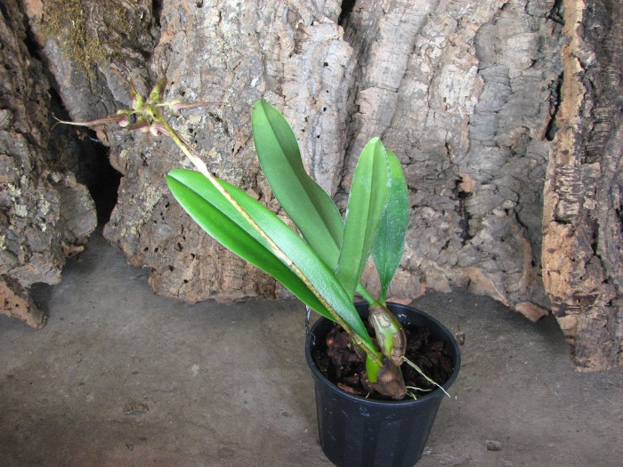 Bulbophyllum rothschildianum.JPG