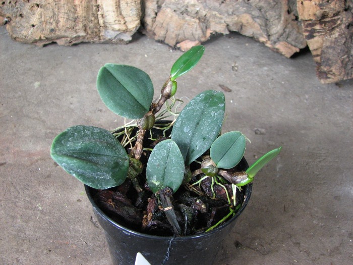 Bulbophyllum bootanoides.JPG