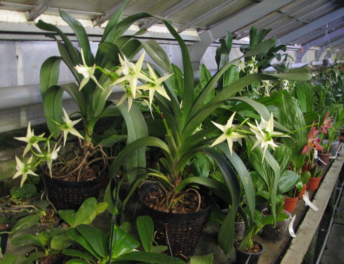 Angraecum Veitchii.JPG