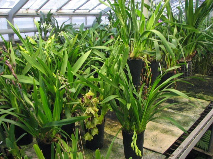 Cymbidium.JPG