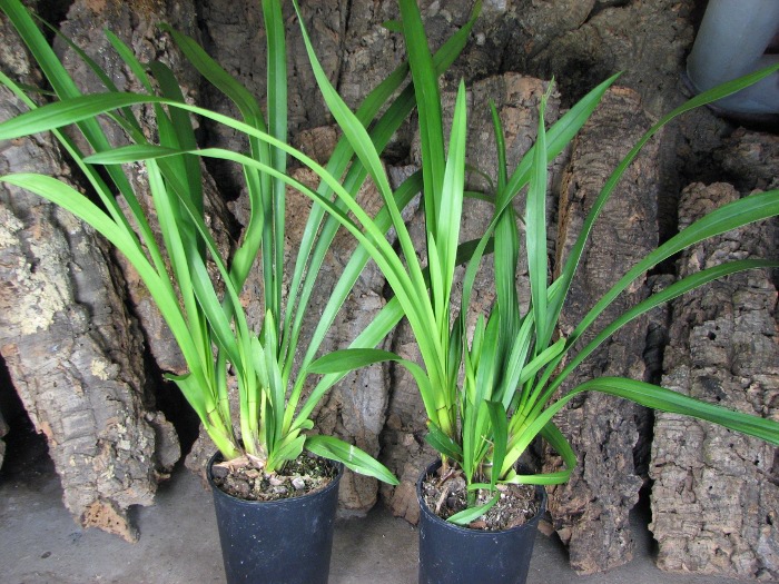 Cymbidium Kiwi Midnight.JPG