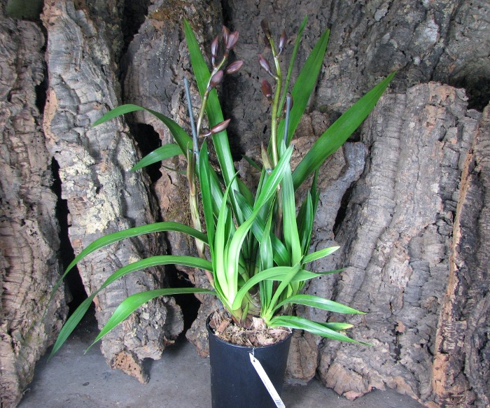 Cymbidium Bisou Bisou.JPG