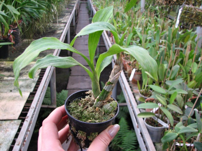 Catasetum pileatum 'Oro Verde'.JPG