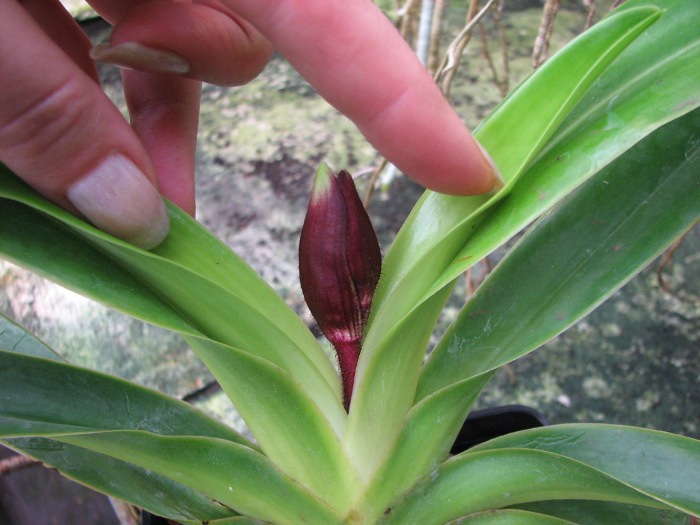 Paphiopedilum sanderianum 'Hsiao' x sibling 'Shin-Yi' .JPG