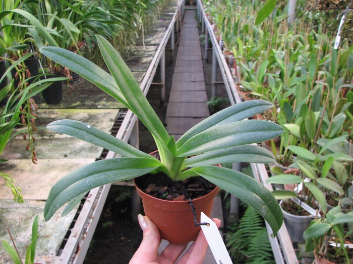 Paphiopedilum Phips.JPG