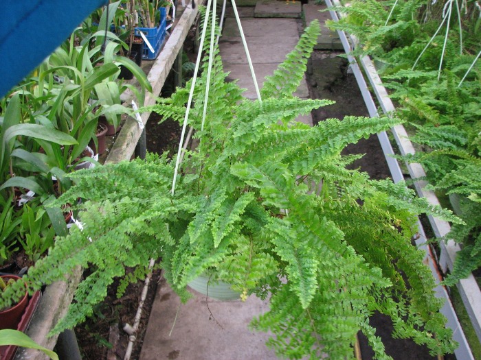 Nephrolepis exaltata 'Norwoodii'.JPG
