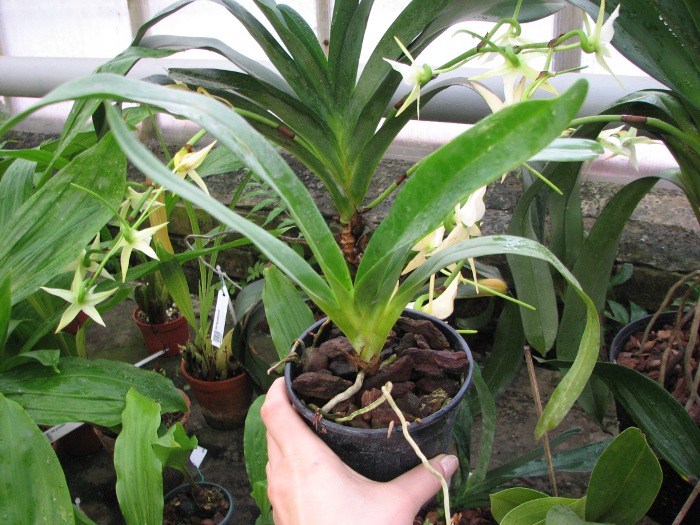 Angraecum longicalcar x sesquipedale.JPG