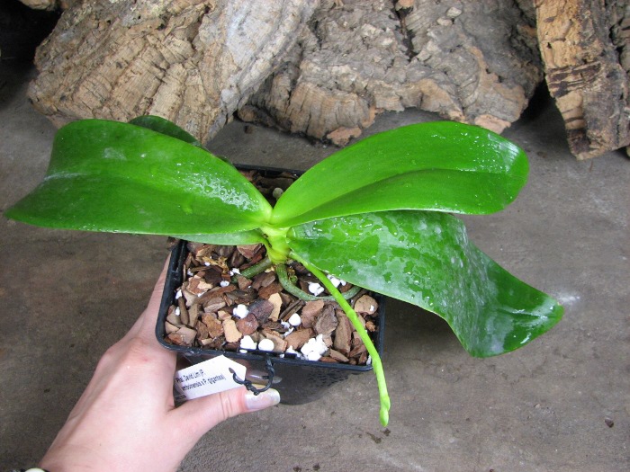 Phalaenopsis David Lim (P. amboinensis x P. gigantea).JPG