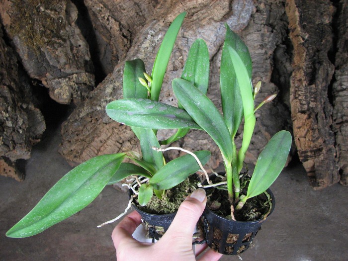 Sophrolaeliocattleya Hawaiian Splash 'Lea' (Payche x Mishima Star).JPG