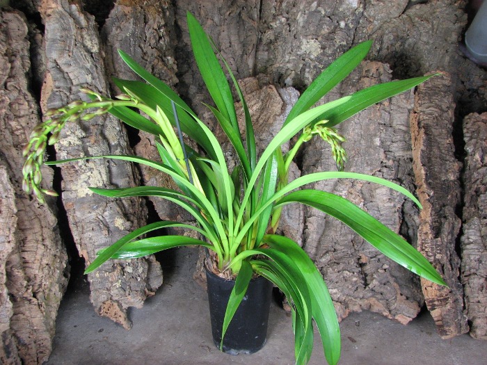 Cymbidium Pearl Dawson 'Procyon'.JPG