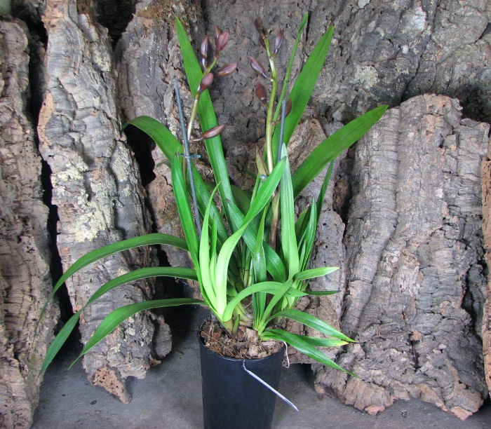 Cymbidium Bisou Bisou.JPG