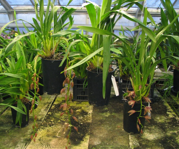 Cymbidium Zsip Cascade.JPG