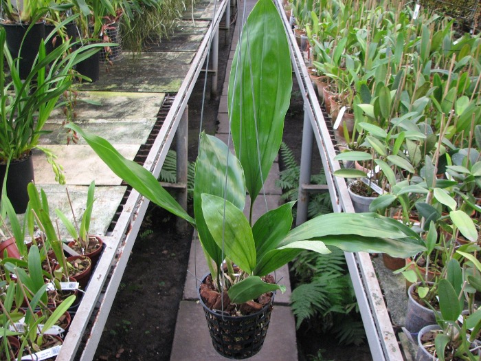 Stanhopea stevensonii.JPG