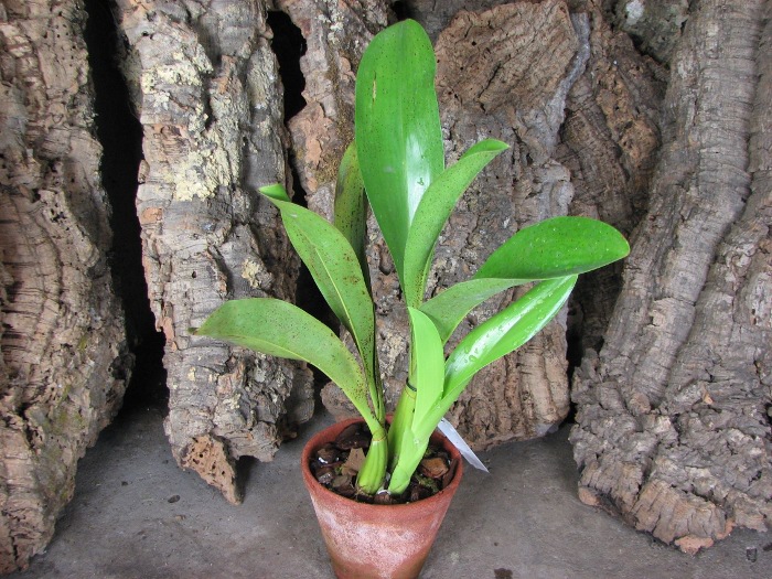 Grammatophyllum stapeliiflorum.JPG