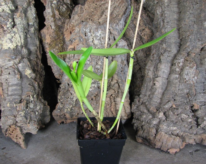 Cattleya harrisoniana clara 'Formosinha' x Cattleya harrisoniana escura 'Cheung's Delight'.JPG
