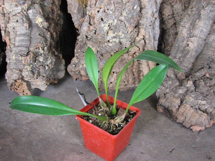 Bulbophyllum dearei.JPG