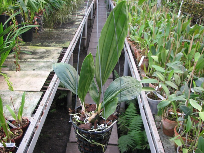 Stanhopea horichiana.JPG