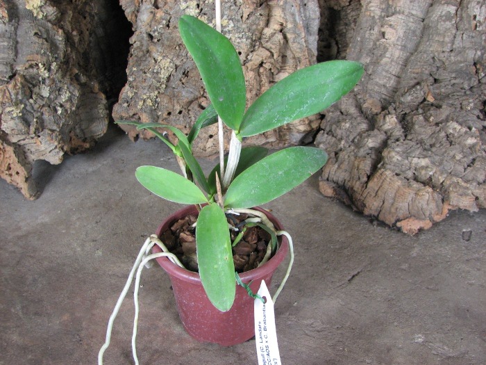 Cattleya Little Seagull .JPG