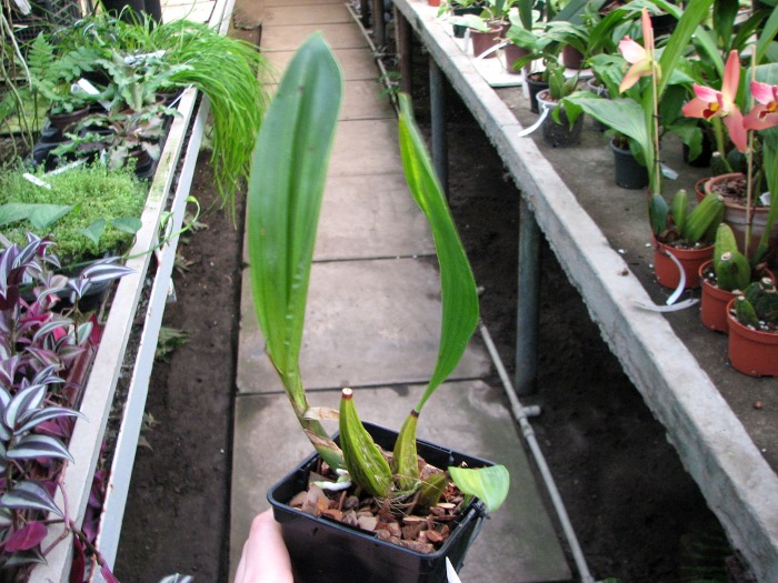 Bifrenaria tyrianthina trilabelo x Bifrenaria tyrianthina escura-flamea (SC).JPG