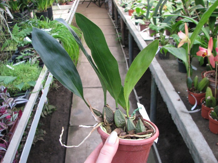 Bifrenaria harrisoniae.JPG