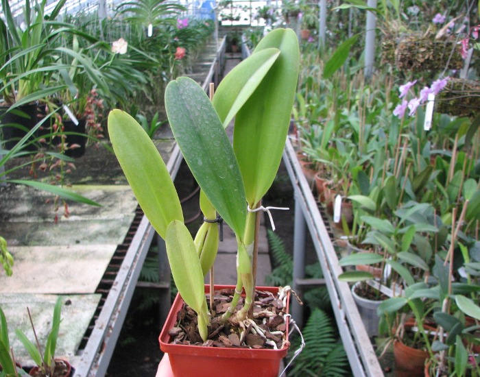Cattleya dowiana x SELF.JPG