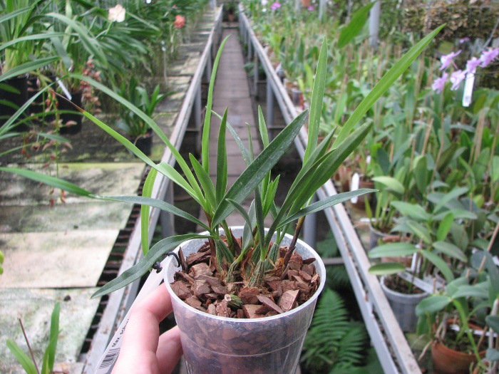 Maxillaria schunkeana.JPG