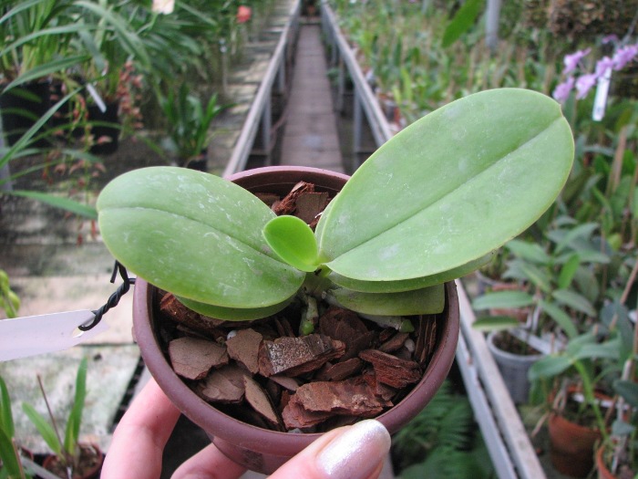 Phalaenopsis pulchra.JPG