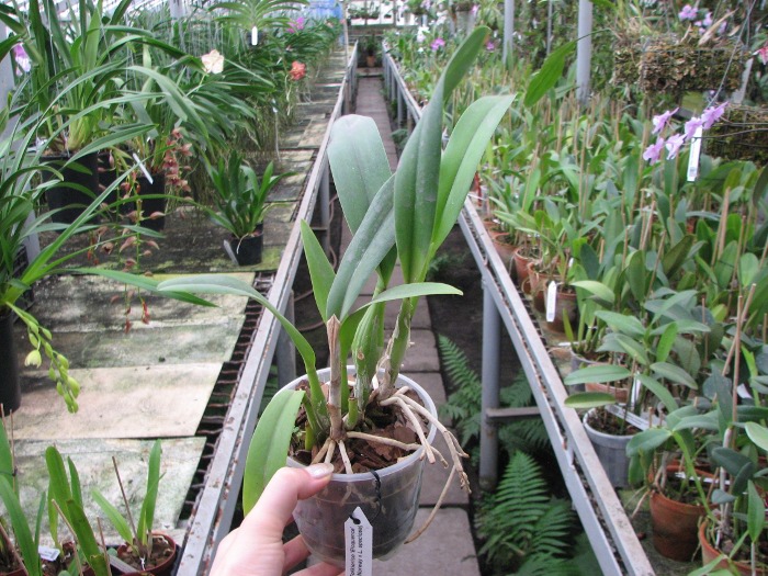 Laeliocattleya Ballet Folklorico 'Eloquence' (Cattleya Song of Norway x Laelia speciosa).JPG