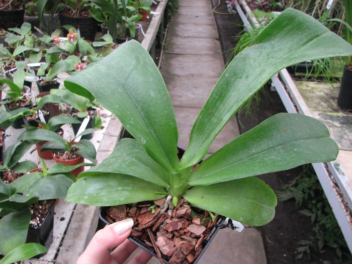 Phalaenopsis lueddemanniana.JPG