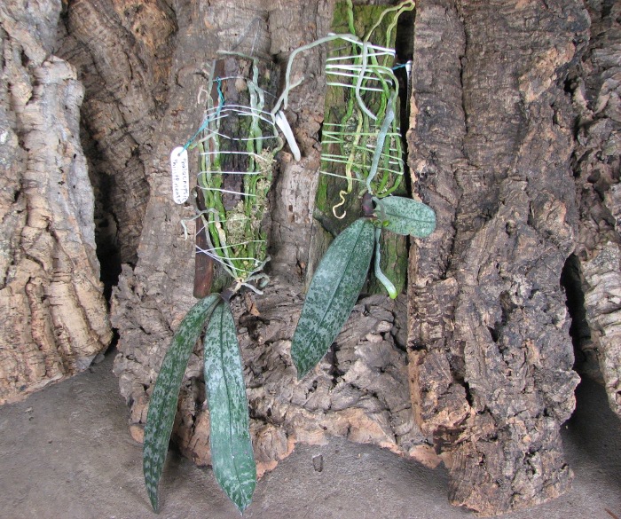 Phalaenopsis philippinensis.JPG