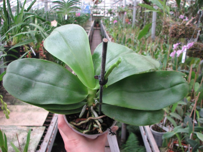 Phalaenopsis Liodoro (Phalaenopsis Deventeriana x Phalaenopsis violacea).JPG