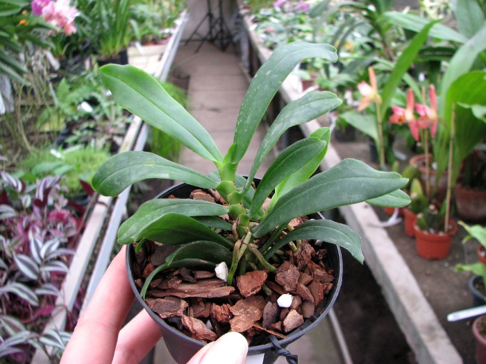 Gastrochilus japonicus.JPG