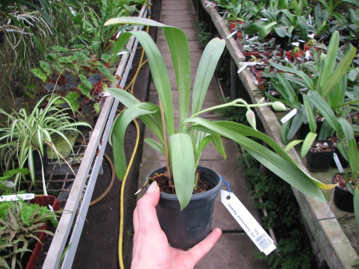 Miltonia Rubenesque 'Karismic Kay'.JPG