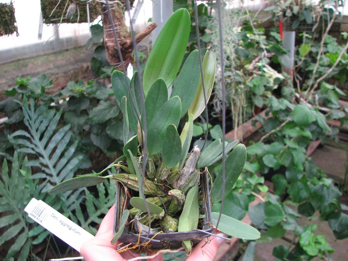 Dendrobium aggregatum.JPG