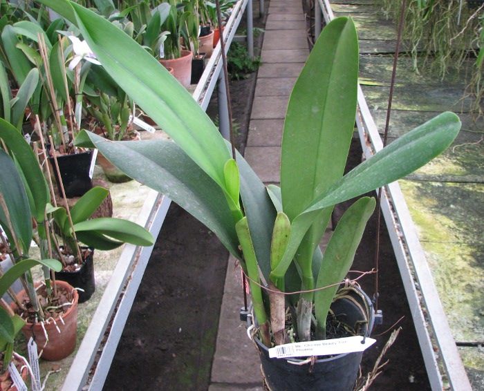 Brassolaeliocattleya Chinese Beauty 'Fire Phoenix'.JPG