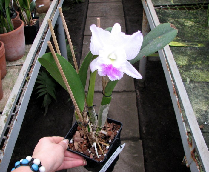Cattleya walkeriana var. alba x Brassocattleya Mount Hood 'Mary'.JPG