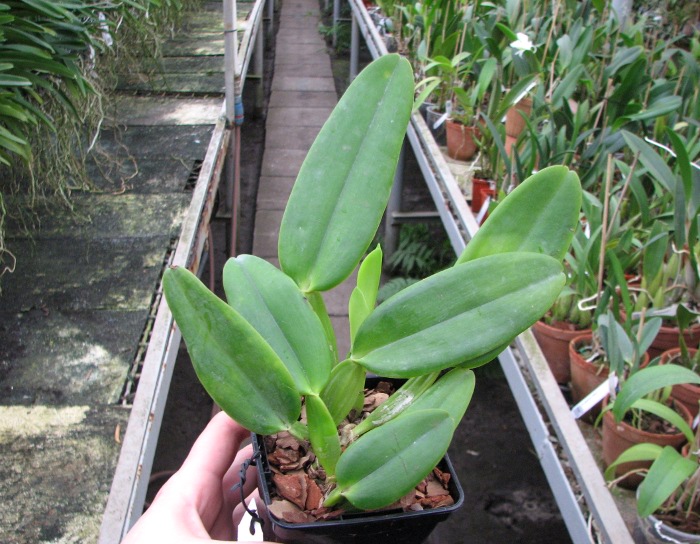 Cattleya warneri concolor x SELF.JPG