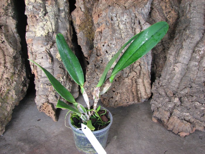 Brassolaeliocattleya Alma Kee 'Tipmalee'.JPG