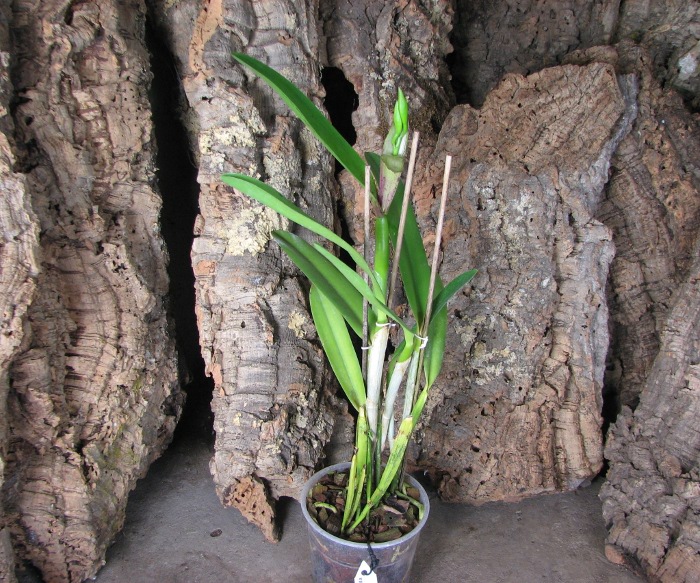 Laelia tenebrosa x Cattleya Penny Kuroda 'spots'.JPG