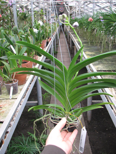 Vanda Somsri Blue Classic.jpg