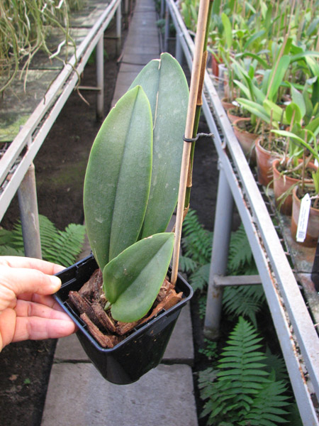 Psychopsis Kalihii 'Big'.jpg