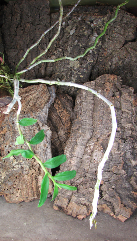 Dendrobium anosmum.jpg