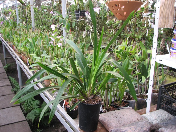 Cymbidium Cali Night 'Geyserland'.JPG