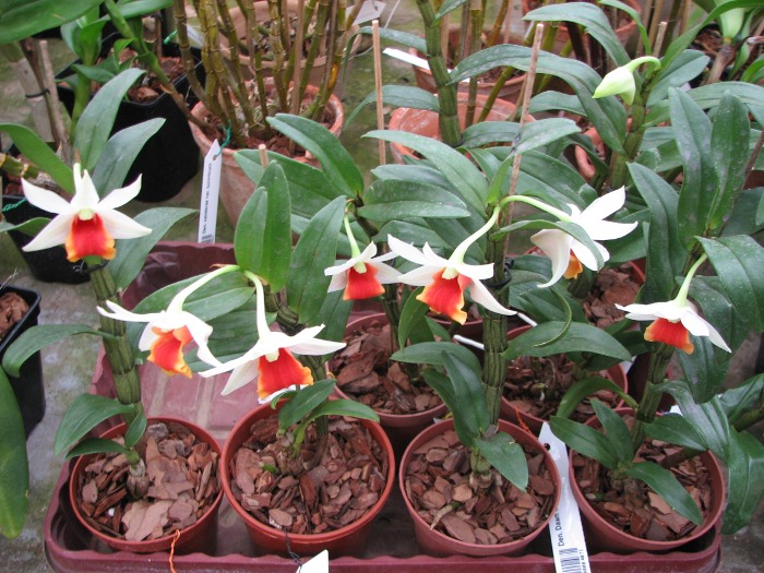Dendrobium Dawn Marie.JPG
