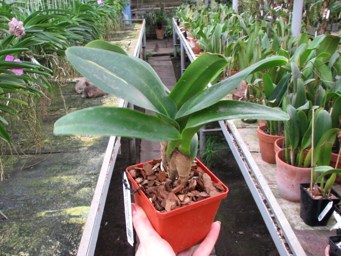 Brassolaeliocattleya Haadyai Delight 'Bangprom Gold' (Angkinantana x Destiny).JPG