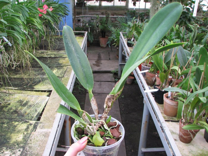 Brassolaeliocattleya Alma Kee 'Tipmalee'.JPG